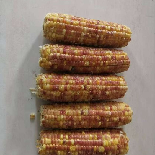 磴口县内蒙古沙漠甜糯玉米熟玉米 农副加工速食品 精选花糯