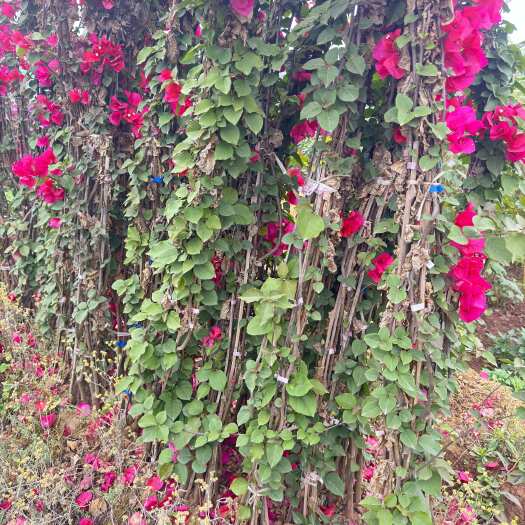 宜宾三角梅，红花藤条，三角花、叶子花，产地直发，品质保障