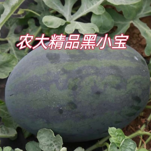 佛山佛山三水小宝西瓜