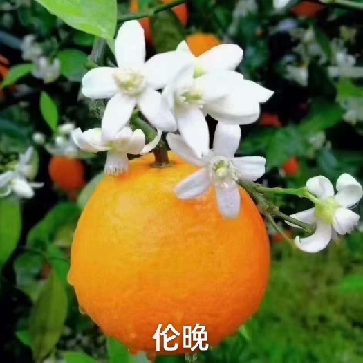 秭归县伦晚脐橙，甜蜜多汁，化渣细腻，口感独特，清爽怡人。