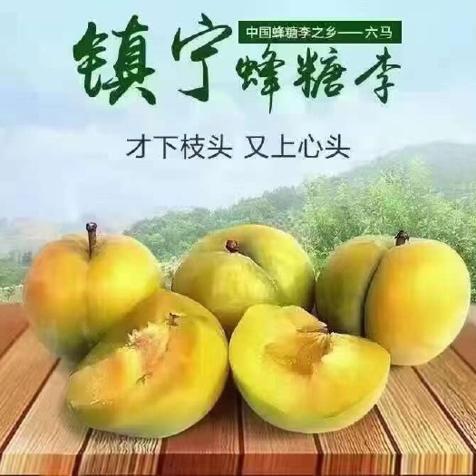 镇宁县镇宁蜂糖李，新鲜采摘现采现发，批发+零售