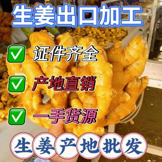 沂水县大黄姜出口 加工 厂家直销，一手货源代办一切手续
