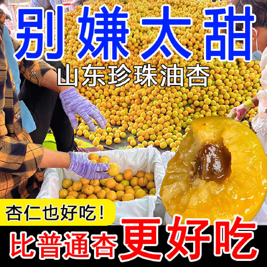 【珍珠油杏】新鲜头茬当季山东珍珠油杏黄杏白杏离核杏一整箱包邮