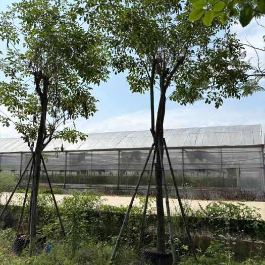 漳州10公分12公分多花黄花风铃木