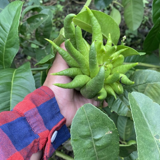 德庆县广佛手德庆产区供奉，闻香，药用，茶饮都有货