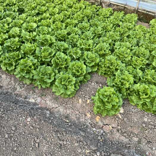 上海新鲜大棚生菜，不打药。走量批发