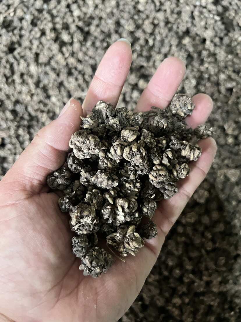 猫爪草水洗二遍 尖爪 量大可谈优惠一步到位