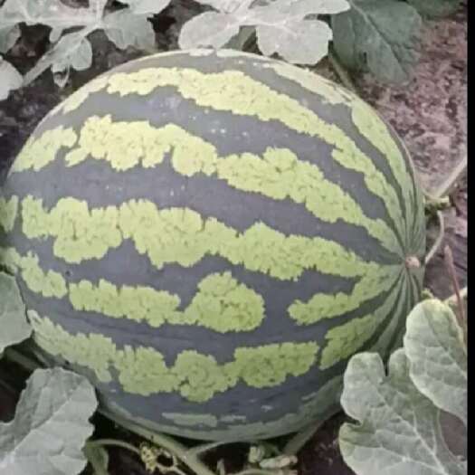 单县精品美都西瓜，甜王，基地产量大
