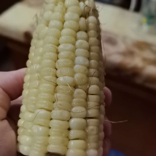 大埔县售卖糯玉米