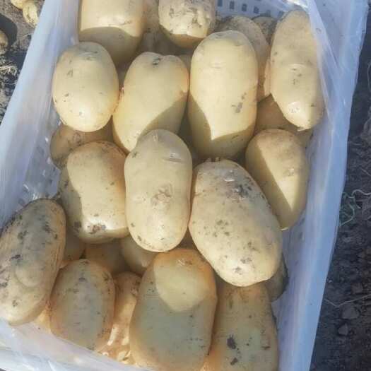 昌黎县昌黎土豆种植基地，大量上市，现挖现发，支持验货，一站式服务。