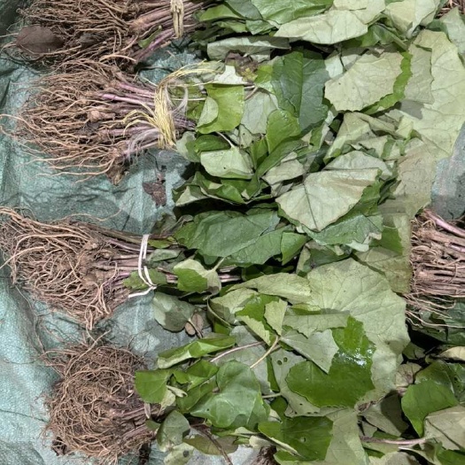 杭州吴风草