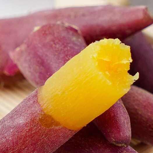 安阳县红番薯