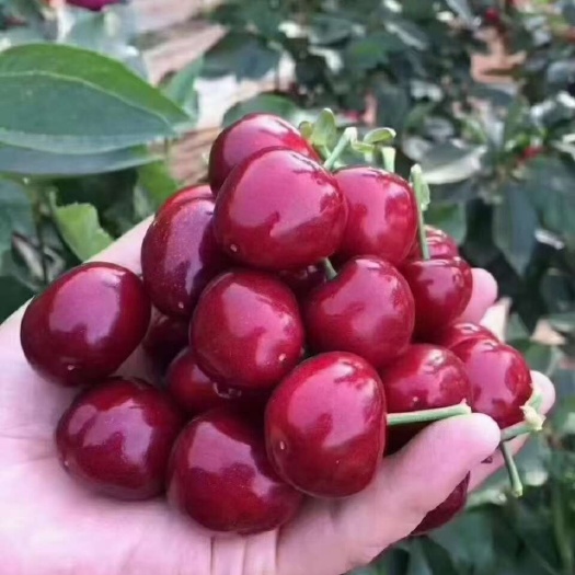 蒙阴县山东蒙阴新鲜美早樱桃车厘子 当日现摘发货 个大味甜 果园直供