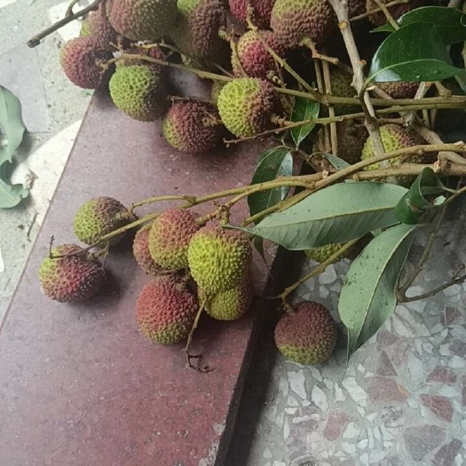 阳西县千禧
