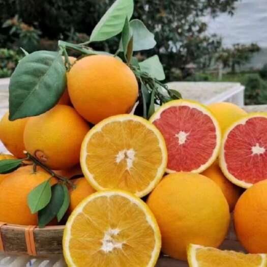 南京湖北宜昌秭归新夏橙现摘现发口感甜润汁水饱满