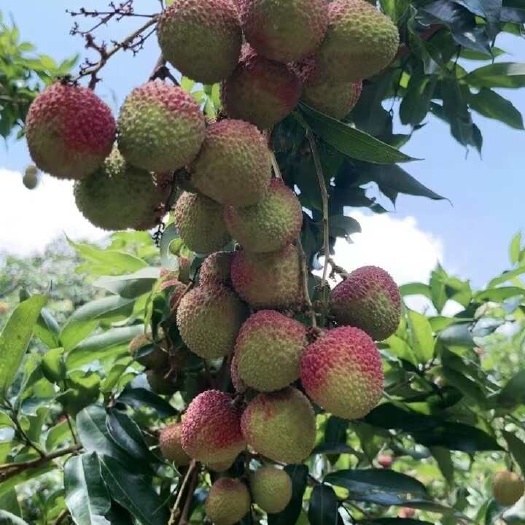 高州市高州妃子笑荔枝产地直发10斤装