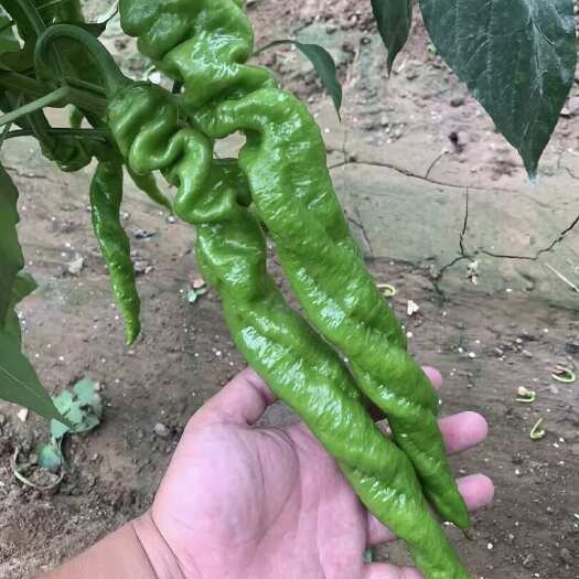 淄博螺丝椒