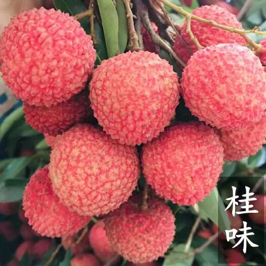 广州广东从化石门国家森林公园老树桂味现摘现发顺丰空运