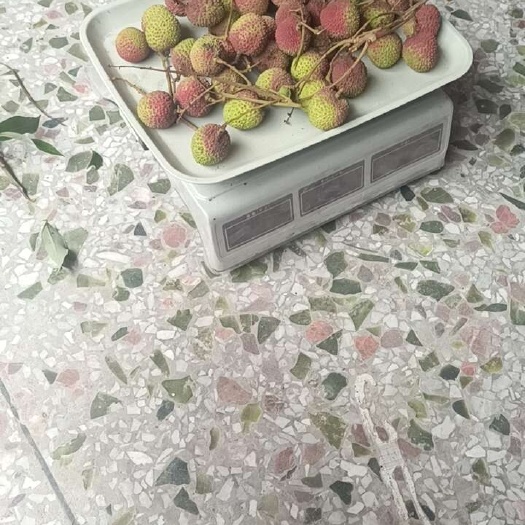 阳西县妃子笑