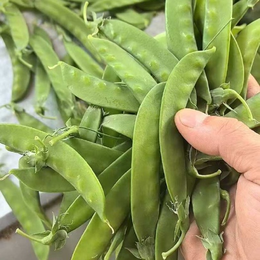 昆明荷兰豆 质优价廉 产地一手货 多种选择皆可