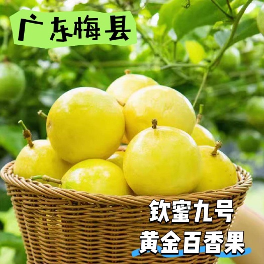 梅州广东梅县钦蜜九号纯甜黄金百香果基地直发
