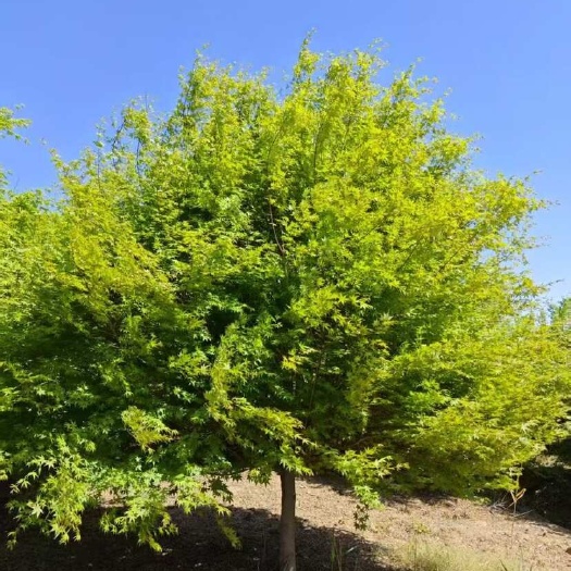 郯城县鸡爪槭—基地低价处理