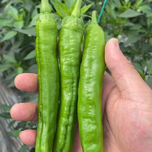 江西宁都新鲜螺丝椒 当日采摘现发货 蔬菜批发优选