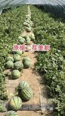沈丘县原棚二茬美都，质量好价格便宜，需要的联系了