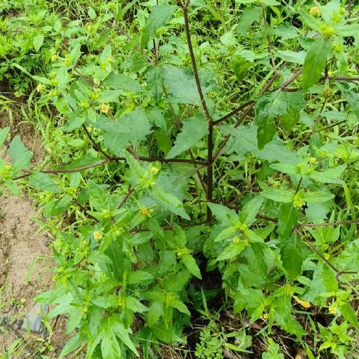 阳朔县豨莶草