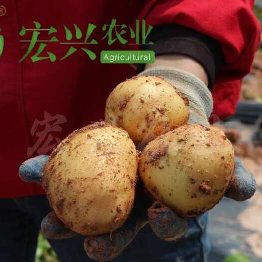 山东滕州土豆