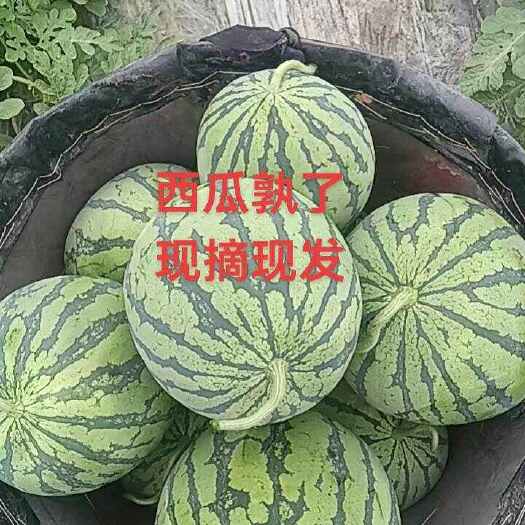 瑞安市温州本地大棚瓜，皮薄肉甜。