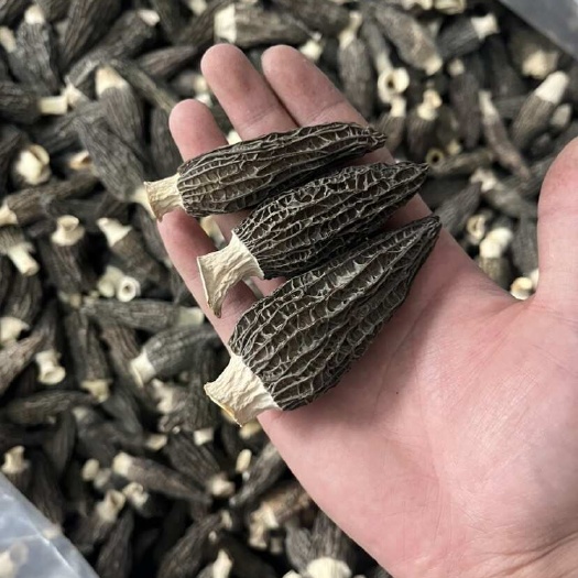 金堂县5-8头茬厚肉优质羊肚菌干货批发零售