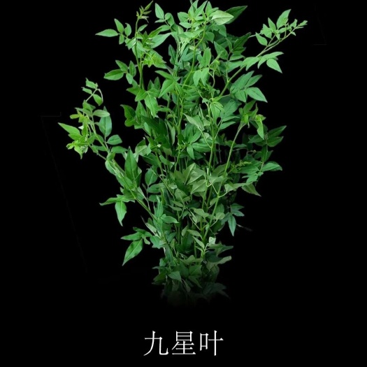 昆明九星叶 袋苗 可用于园林工程绿化 全国各地可发货