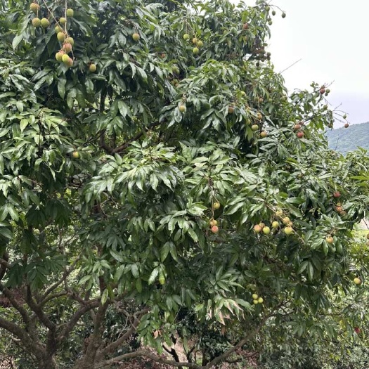 东莞市荔枝