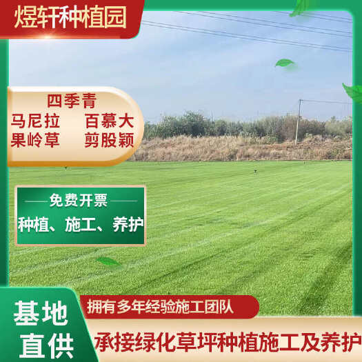 句容市百慕大，翡翠草，地毯草，基地直发。