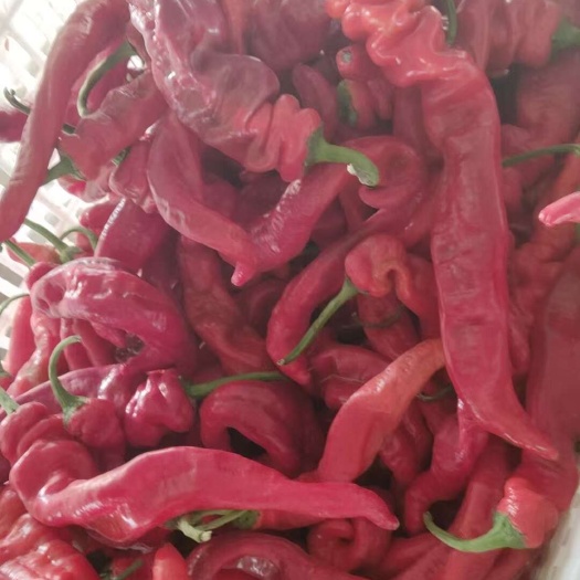 梁山县红皮螺丝椒