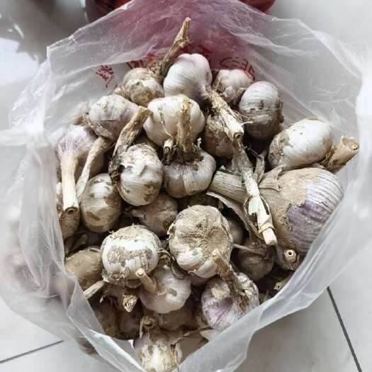 鄄城县新蒜鲜蒜