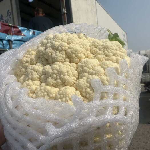 乐亭县河北唐山新鲜花菜整车发货优选品质蔬菜批发来自产地乐亭县