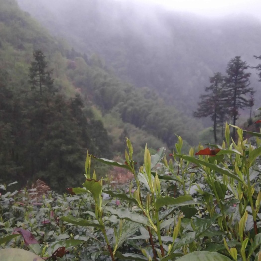潜山市2025炒青绿茶新茶500克 高山云雾绿茶新茶