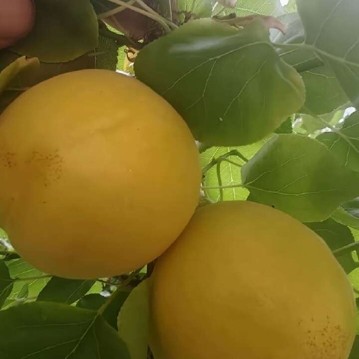 烟台荷兰香杏