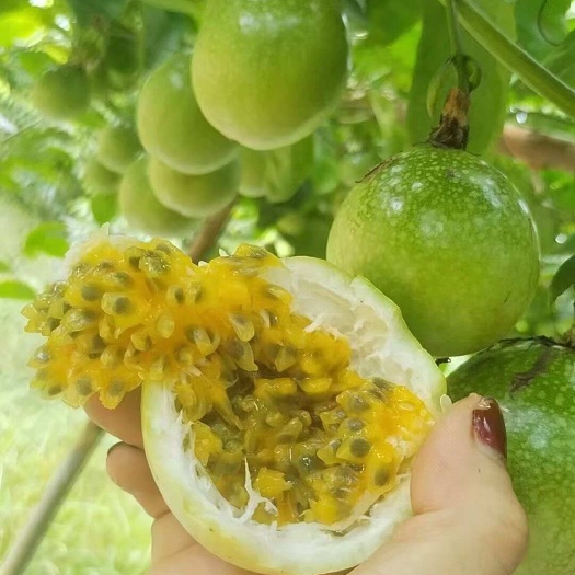灵山县黄金百香果苗