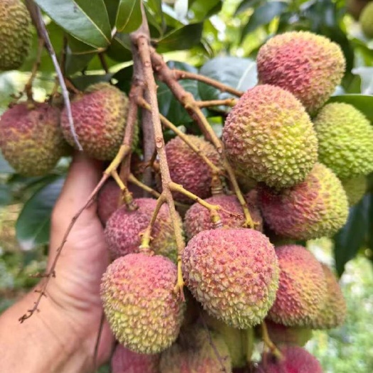 灵山县灵山妃子笑预售，有想法的老板关系来电详谈