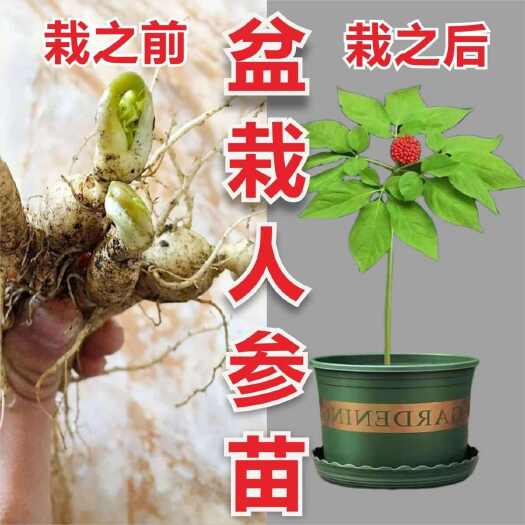 盘州市人参苗20棵