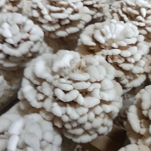 昆明新鲜干货白参菌，基地直销支持快递发货
