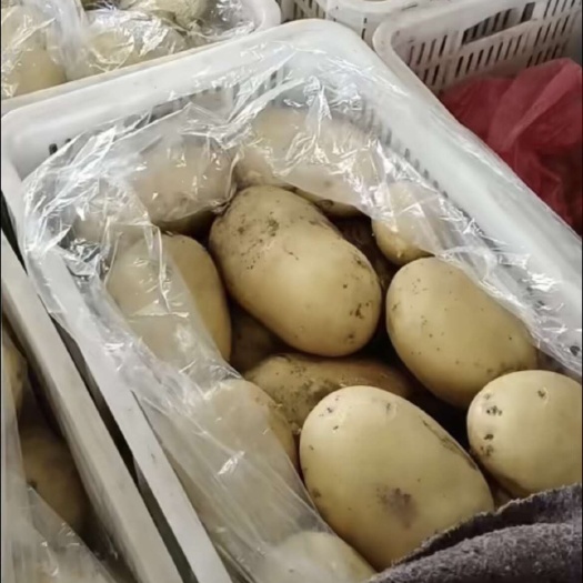 昌黎县昌黎土豆产地价格便宜，大量有货，可以验货