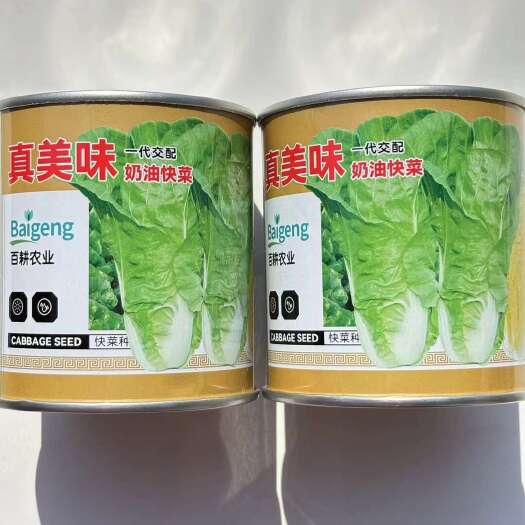 宿迁快菜种子，真美味快菜种子 耐热无毛快菜种子