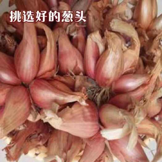 盘州市贵州六盘水新鲜小葱 盘州产地直发 优质蔬菜批发
