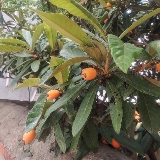 利辛县枇杷