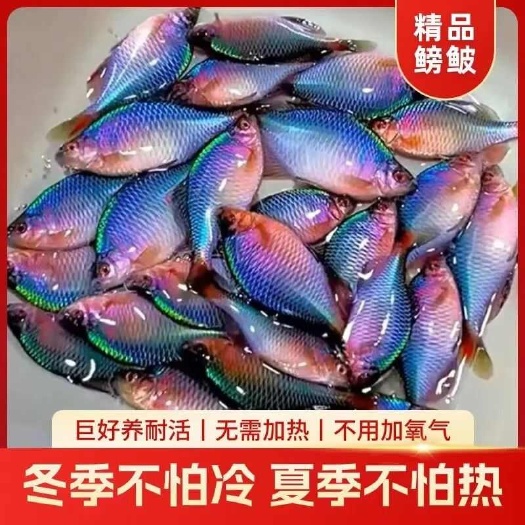平南县鳑鲏