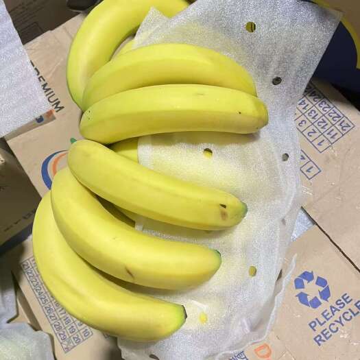 上海菲利宾精品二黄蕉